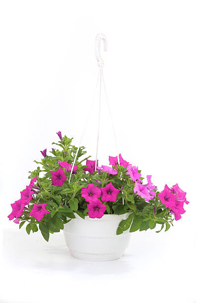 istock Petunia is a trumpet shaped 467147330