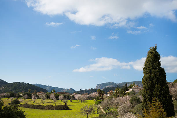 Beautiful almond trees in spanish landscape in Majorca