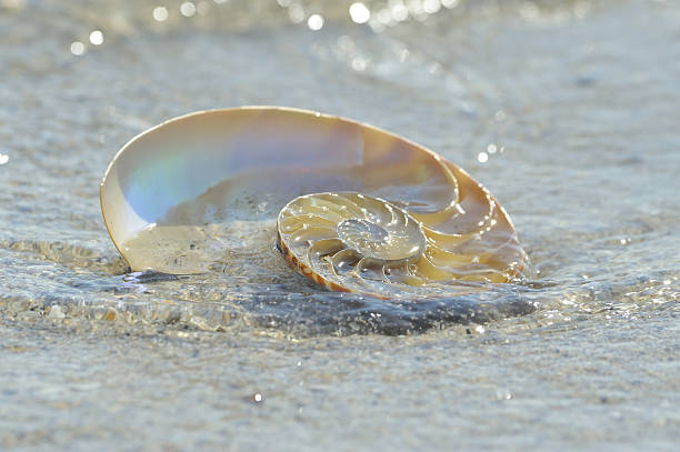 Snail Shell Curve 330+ Logarithmic Spiral Photos Stock Photos, Pictures & Royalty-Free ...