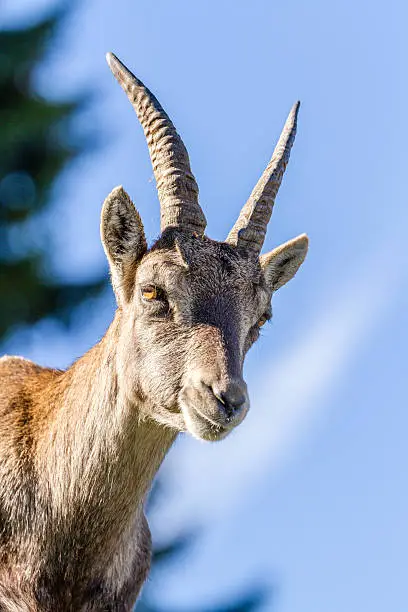 Closeup of the head of an Alpine Ibex or Steinbock doe