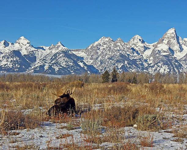 istock Teton Mountains and Bull Moose 467149161