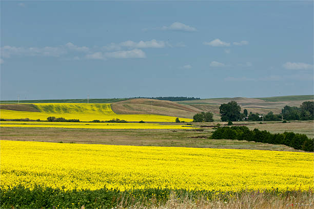 istock Rapeseed field. Yellow flowers. The bright sun. blue sky 467149185