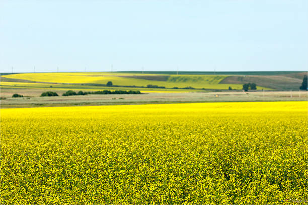 istock Rapeseed field. Yellow flowers. The bright sun. blue sky 467149193