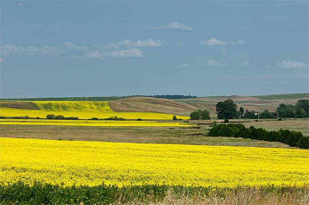 istock Rapeseed field. Yellow flowers. The bright sun. blue sky 467151005