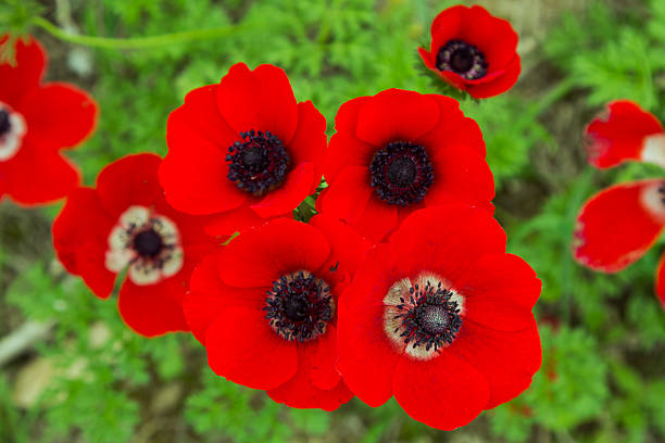 istock Amazing red anemones on a field 467151011
