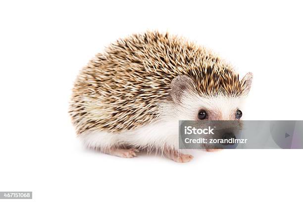 Little Hedgehog Stock Photo - Download Image Now - Hedgehog, Cute, White Background