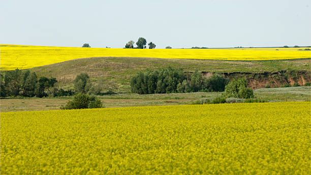 istock Rapeseed field. Yellow flowers. The bright sun. blue sky 467151119