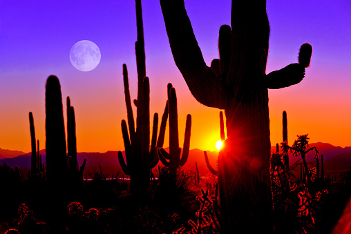 Primera atardecer en el Parque Nacional Saguaro cerca de la ciudad de Tucson, Arizona. photo