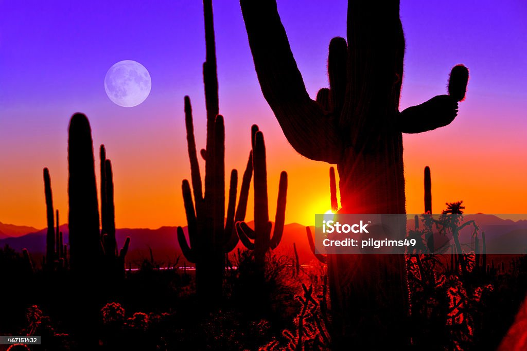 First Sunset at Saguaro National Park near Tucson Arizona. At Saguaro National Park, Tucson Arizona, right at sunset January 2015.  Arizona Stock Photo