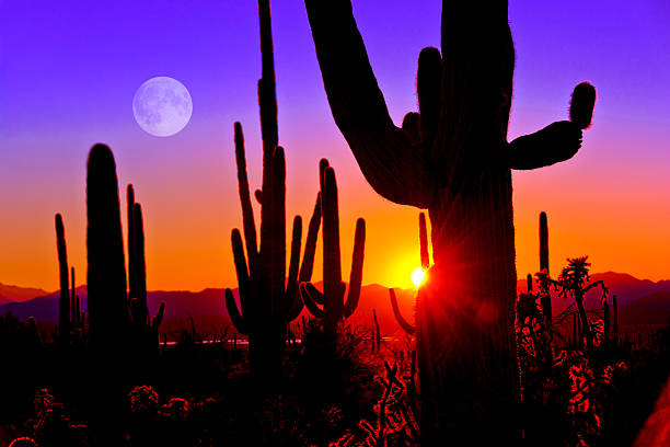 First Sunset at Saguaro National Park near Tucson Arizona. At Saguaro National Park, Tucson Arizona, right at sunset January 2015. red full moon stock pictures, royalty-free photos & images