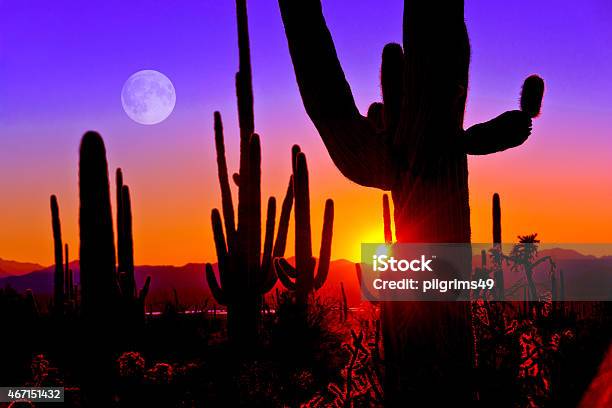 First Sunset At Saguaro National Park Near Tucson Arizona Stock Photo - Download Image Now