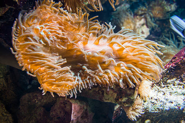 istock Anenome in aquarium. 467151452