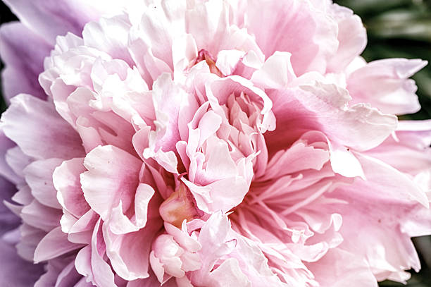 Macro. Petals Big beautiful pink peony stock photo