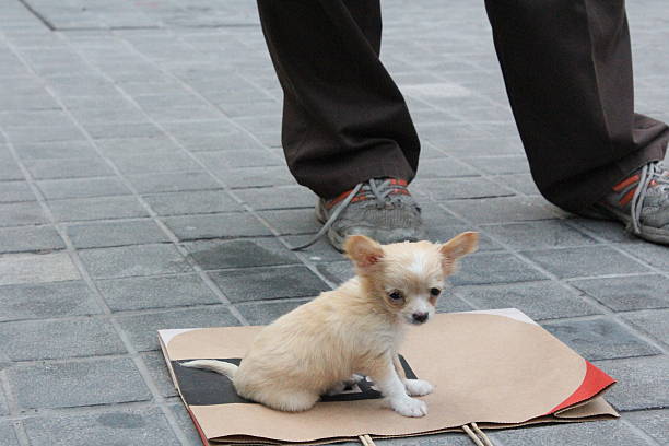 istock Sale of animals 467151815