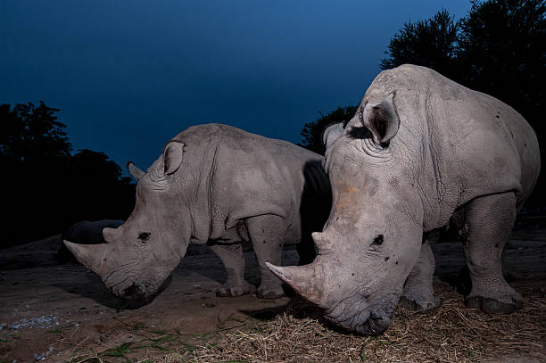 istock Two white rhinoceros are standing in this image. 467152244
