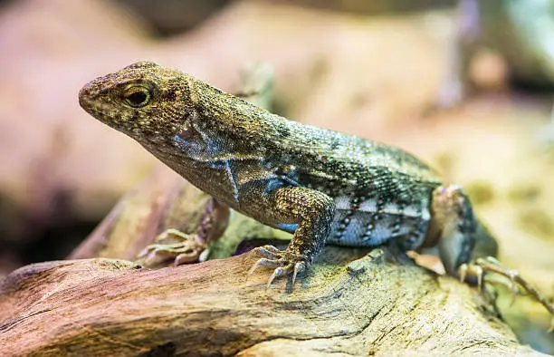 Photo of Lizard between leaves