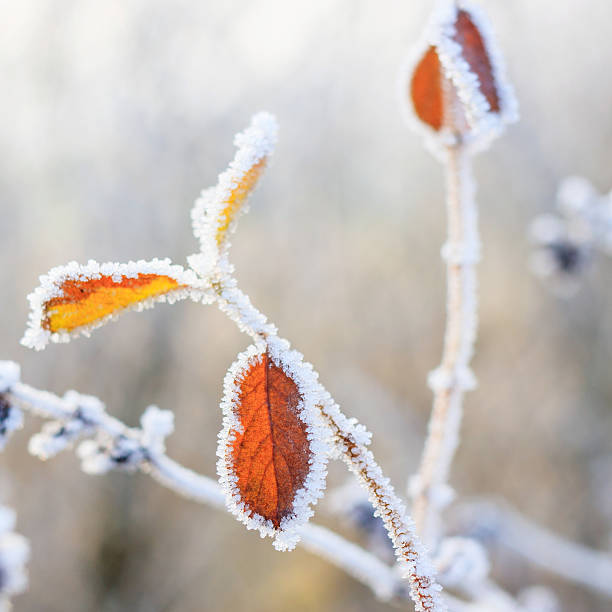 istock Winter background, hoarfrost on leaves 467152251