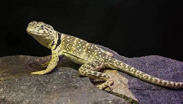 Photo of Lizard between leaves