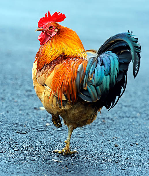 istock Portrait pet rooster 467153435