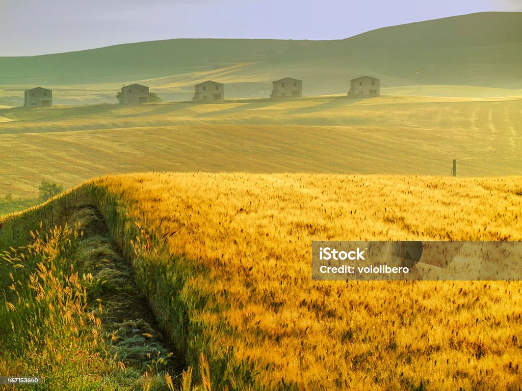 SPRING LANDSCAPE.Between Puglia e Basilicata: Campo de milho no amanhecer. (Itália) - Foto de stock de 2015 royalty-free