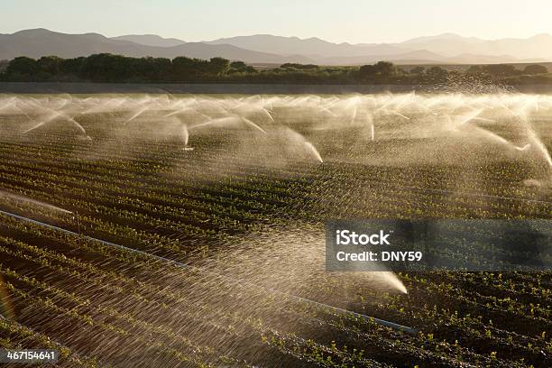 Irygacja - zdjęcia stockowe i więcej obrazów Stan Kalifornia - Stan Kalifornia, Urządzenie nawadniające, Dolina Kalifornijska