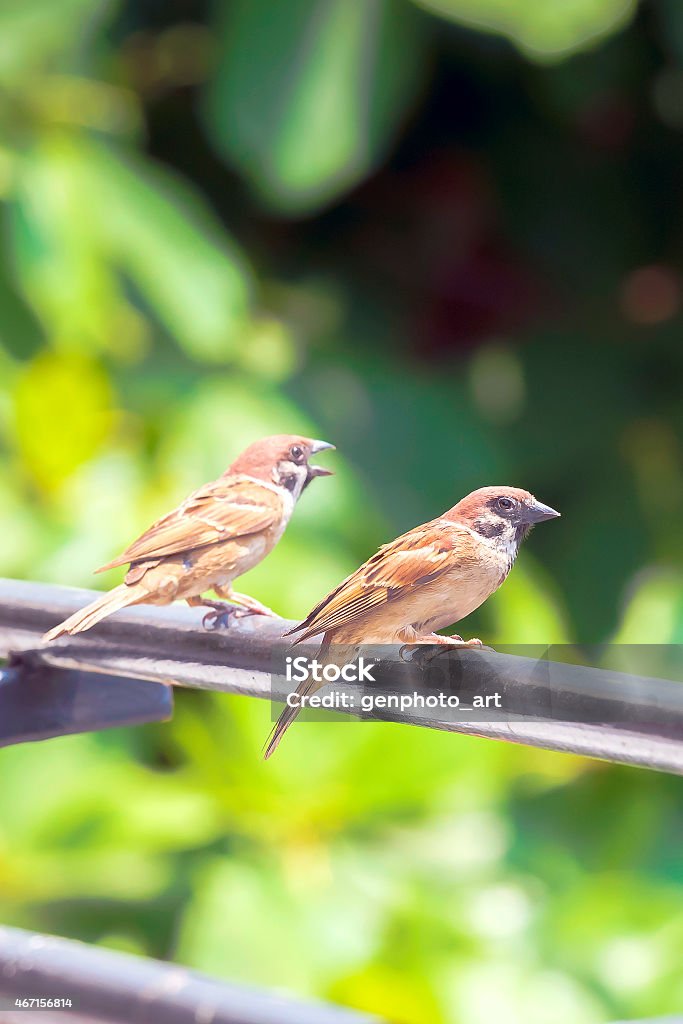 Bird Stock Photo - Download Image Now - 2015, Animal, Animal Body Part - iStock Bird Stock Photo - Download Image Now - 2015, Animal, Animal Body Part - iStock