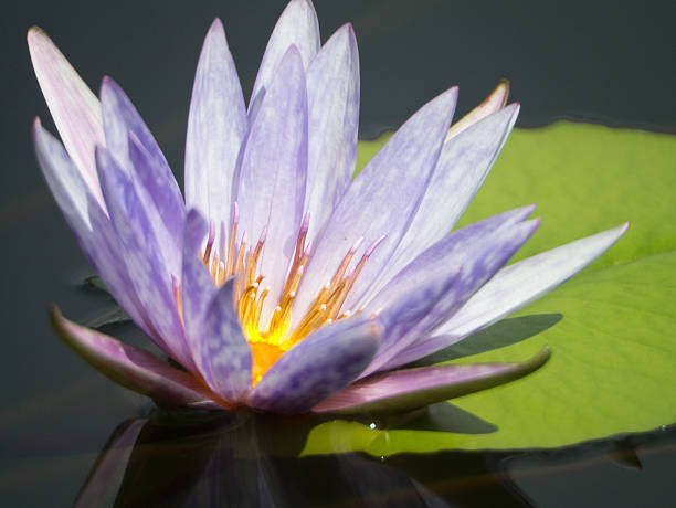 istock Blue-yellow lotus bloom like oil paint . 467157421
