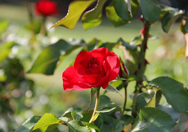 une seule rose rouge fleur - gallica rose photos et images de collection