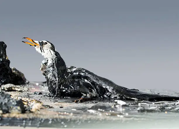 Dead seagull in water polluted with oil