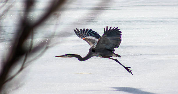 istock Blue Heron Flying Over Frozen Lake 467159452