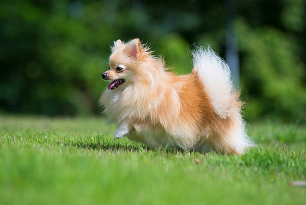 istock small orange pomeranian dog runing on the grass 467159515