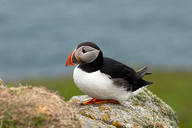 istock Papageitaucher, Arctic Fratercula, Atlantic Puffin 467159559