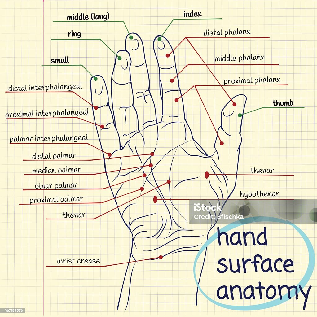 Hand Map Body Hand Surface Anatomy Stock Illustration - Download Image Now - 2015 ...