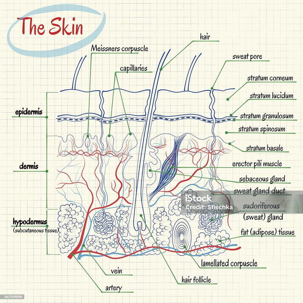 Anatomía de la piel - arte vectorial de Anatomía libre de derechos