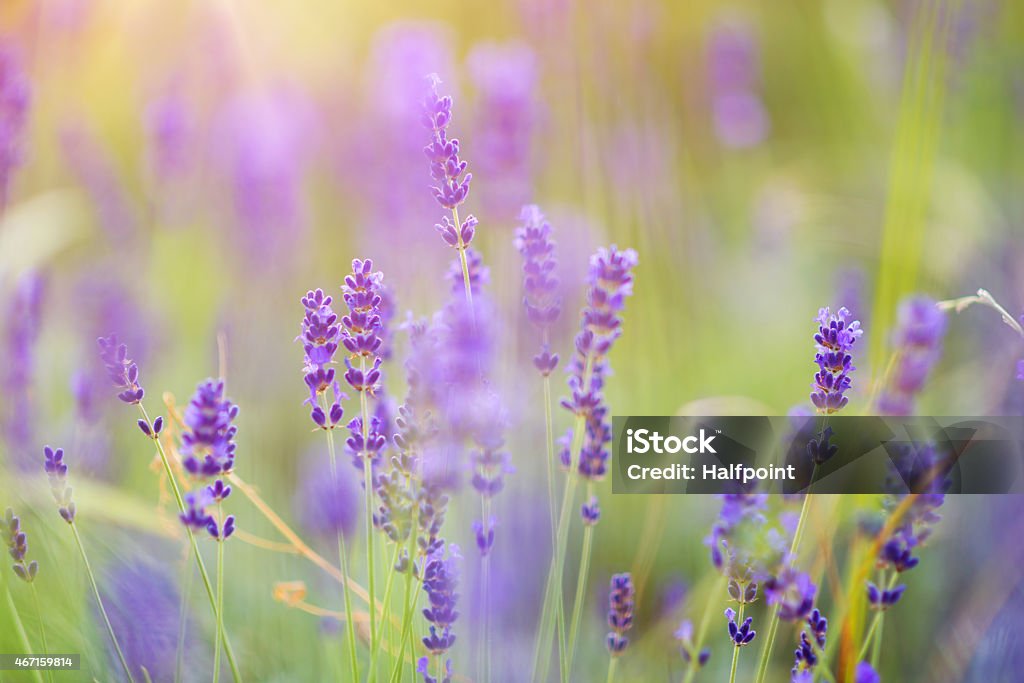 Lavender flowers Beautiful lavender flowers outside on a meadow. 2015 Stock Photo