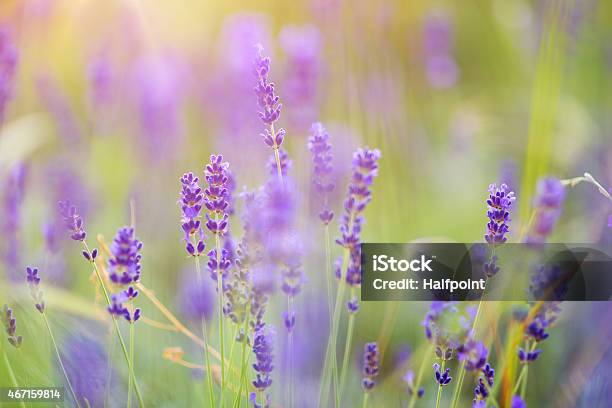 Lavender Flowers Stock Photo - Download Image Now - 2015, Aromatherapy, Backgrounds