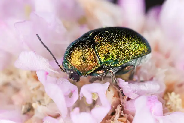 Leaf beetle, Cryptocepalus, Chrysomelidae species feeding on pink flower, extreme close-up