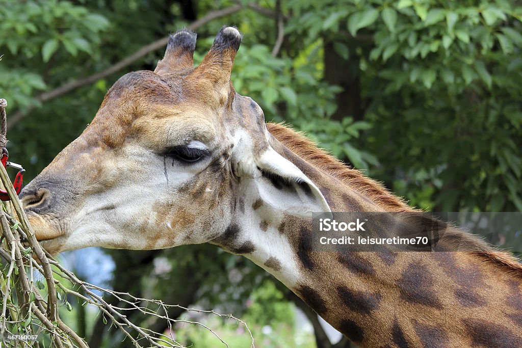 Girafa - Royalty-free Abstrato Foto de stock