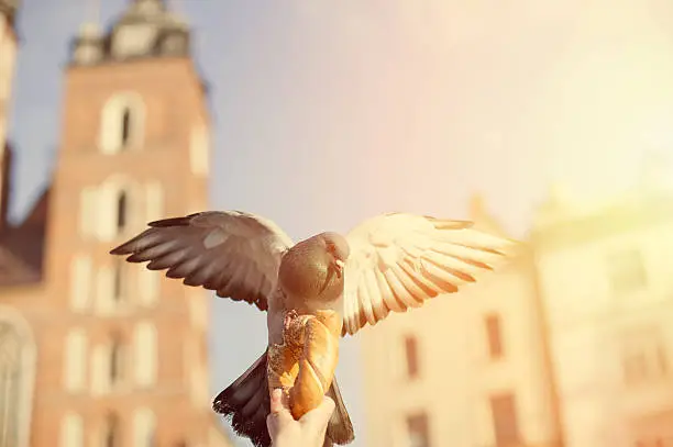 Human hand holding a pretzel with pigeon above.Behind is St.Mary's church located at the Main Market square in Krakow.