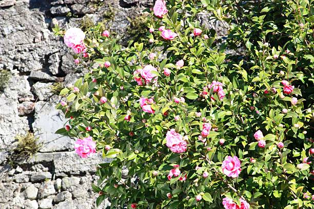 光あふれるカメリアピンクの花びら camelie 春に - blütenpracht ストックフォトと画像