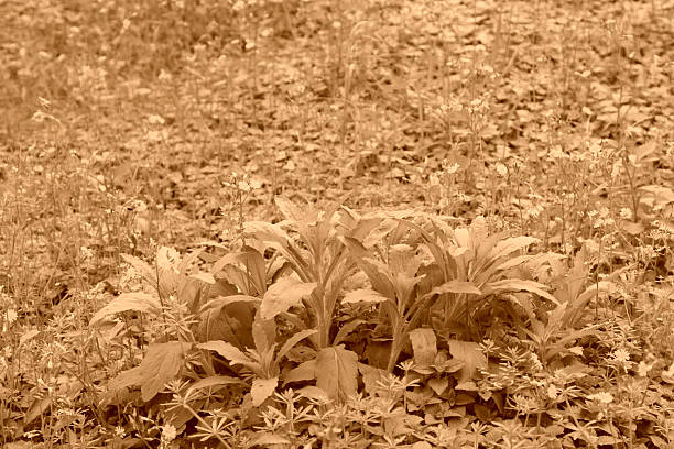wild plants in a park, south China
