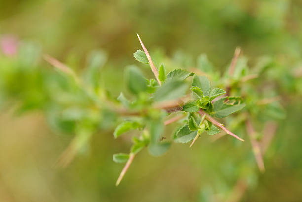 Ononis Common Rest-harrow (Ononis repens)Common Rest-harrow (Ononis repens) millingerwaard stock pictures, royalty-free photos & images