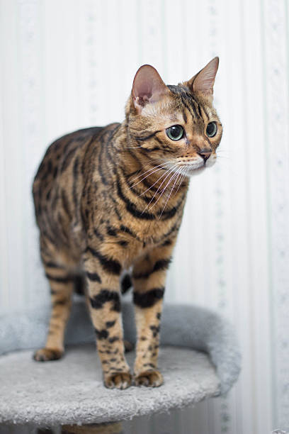 istock Bengal cat ready to pounce 467162884
