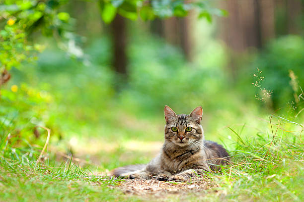 Cat lays on a footpath in the woods stock photo