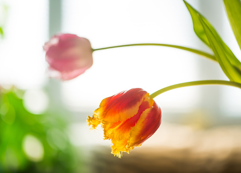 Tulip var. fireworks in flower with yellow and orange petals, North Yorkshire, England, United Kingdom