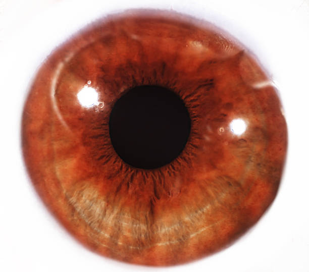 istock beautiful woman eye 467165842