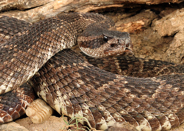 istock Southern Pacific Rattlesnake (Crotalus viridis helleri). 467166288