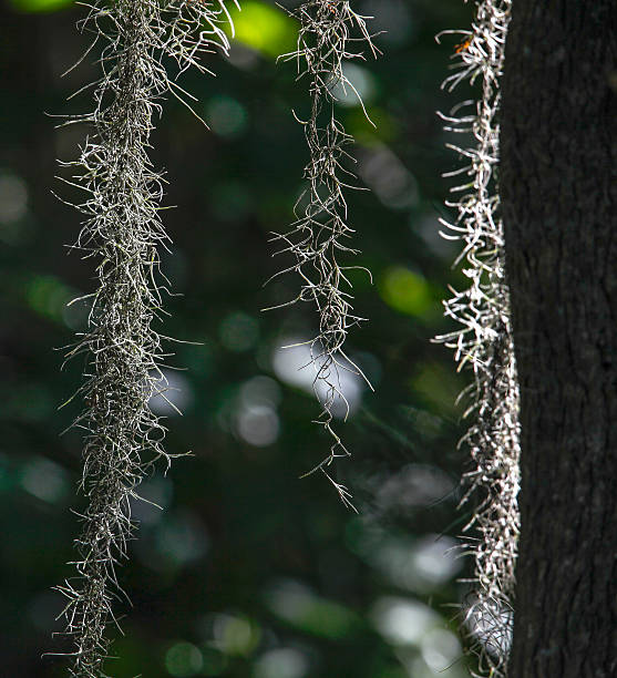 istock Close Up of Spanish Moss Delicate Tendrils 467169522