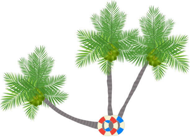 ilustrações, clipart, desenhos animados e ícones de palmeiras collection - cocunut palm tree