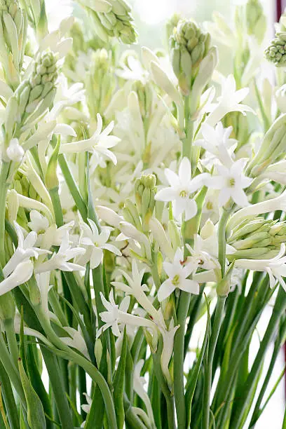 A close-up of white tuberose flowers, which are back-lit and hazy, on display at a farmer's market.